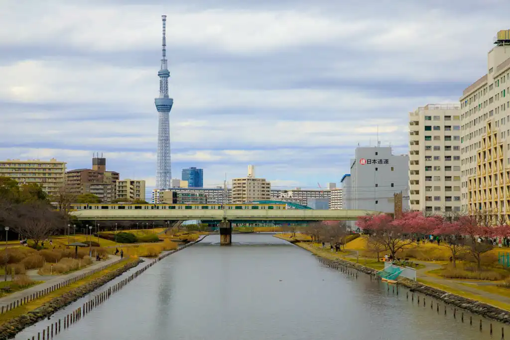 旧中川の河津桜