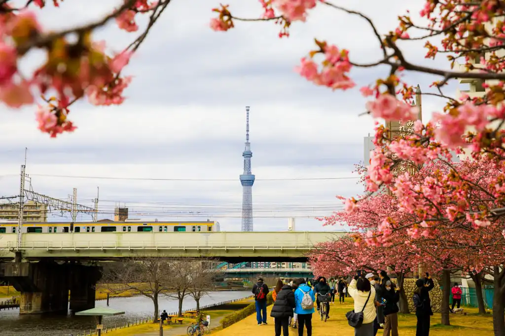 旧中川の河津桜